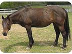 Scarlet, Grade For Adoption In Woodstock, Illinois