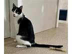 Alphie, Domestic Shorthair For Adoption In Mccormick, South Carolina