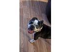 Chili Moreno Ky3906, Boston Terrier For Adoption In Maryville, Tennessee