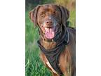 Buddy, Labrador Retriever For Adoption In Indiana, Pennsylvania