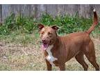 Athena, Labrador Retriever For Adoption In Kingsville, Texas