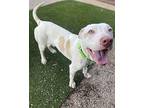 Aspen, Bull Terrier For Adoption In Gilbert, Arizona