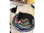 Pepper Tux-4147md, Boston Terrier For Adoption In Maryville, Tennessee