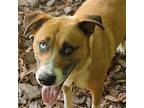 Chico, Terrier (unknown Type, Medium) For Adoption In Mccormick, South Carolina