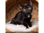 Adopt Gypsy a Domestic Short Hair