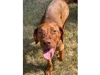 Adopt Zelda a Pit Bull Terrier, Mixed Breed