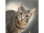 Adopt Jewls a Domestic Medium Hair