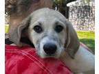 Adopt Minnow a Great Pyrenees, Husky