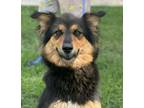 Adopt Maize a Australian Shepherd