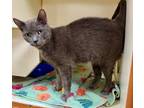 Adopt Opal a Domestic Short Hair