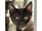 Adopt Dinky a Domestic Short Hair