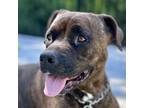 Adopt Bella - ECAS a Pit Bull Terrier