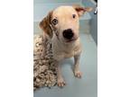 Adopt Bluey a Pit Bull Terrier, Mixed Breed
