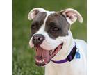Adopt Daphne a Boxer, Pit Bull Terrier