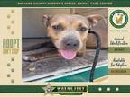Adopt Boo Boo a Mixed Breed