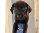 Adopt Peg a Weimaraner