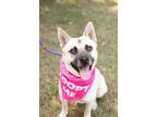 Adopt Star a Shiba Inu, Mixed Breed