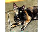 Adopt Nina Baby a Domestic Short Hair