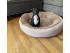 Adopt Linear a Pit Bull Terrier, Mixed Breed