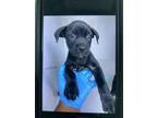 Adopt Crescent a Pit Bull Terrier, Mixed Breed