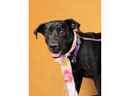 Adopt Confetti a Labrador Retriever, Mixed Breed