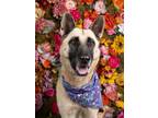 Adopt Loyalty-ADOPTED a German Shepherd Dog, Mixed Breed