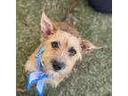 Adopt Briley a Yorkshire Terrier, Wirehaired Terrier