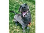 Adopt Moose 41237 a Great Dane, German Shepherd Dog