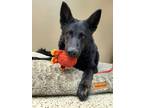 Adopt Wednesday 41815 a German Shepherd Dog