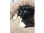 Adopt Starlie 41406 a Domestic Short Hair