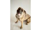 Adopt Ariana 37495 a German Shepherd Dog, Boxer