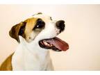 Adopt Isabella 41002 a Pit Bull Terrier, Australian Shepherd