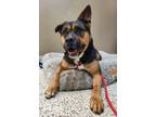 Adopt Valentina 41256 a American Staffordshire Terrier, Australian Cattle Dog /