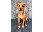 Adopt Riviera a Mixed Breed