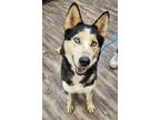Adopt Brandy a Husky