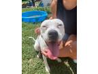 Adopt Ava Doja a Pit Bull Terrier