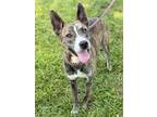 Adopt Clover a Dutch Shepherd, Terrier