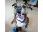 Adopt Blue a Pit Bull Terrier