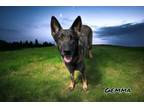 Adopt Gemma a German Shepherd Dog, Mixed Breed