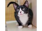 Adopt Sonic a Domestic Short Hair