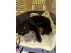 Adopt Strawberry (mom) a Domestic Short Hair