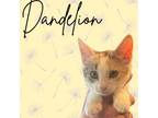 Adopt Dandelion 2 a Domestic Short Hair