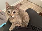 Adopt Belle a Domestic Short Hair