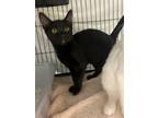 Adopt Dawn a American Shorthair