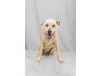 Adopt Electra a Shepherd, Siberian Husky