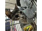 Adopt Perrywinkle a Domestic Short Hair