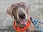 Adopt Ethel a Labrador Retriever, Mixed Breed
