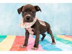 Adopt Pencil a Feist, Mixed Breed