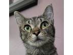 Adopt Topaz a Tabby, Domestic Short Hair
