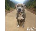 Adopt Bella a Pit Bull Terrier